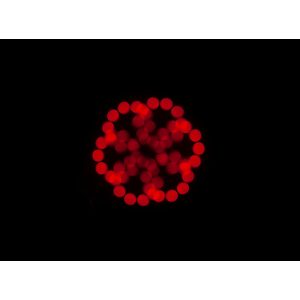 Focus Spot 5Z American DJ Moving Head 200W LED | Rotozoom